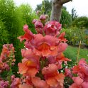 Antirrhinum majus 'Liberty Bronze' fleur